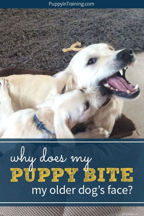 Understanding Puppy Play Biting: Why They Target Your Older Dog s Face (and How to Guide It Safely)
