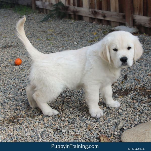 Is My Puppy Peeing Too Much? Expert Tips & a Simple Potty Schedule