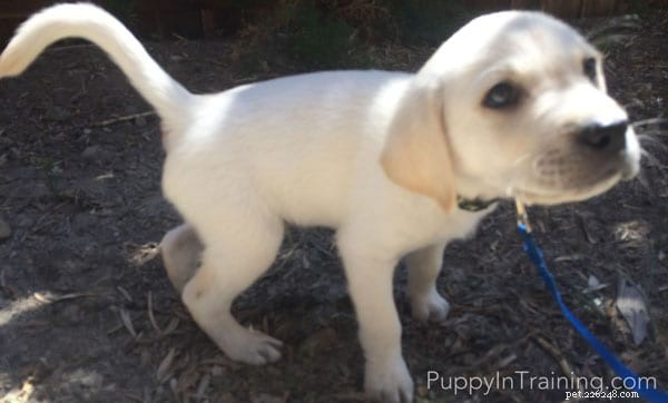 Is My Puppy Peeing Too Much? Expert Tips & a Simple Potty Schedule