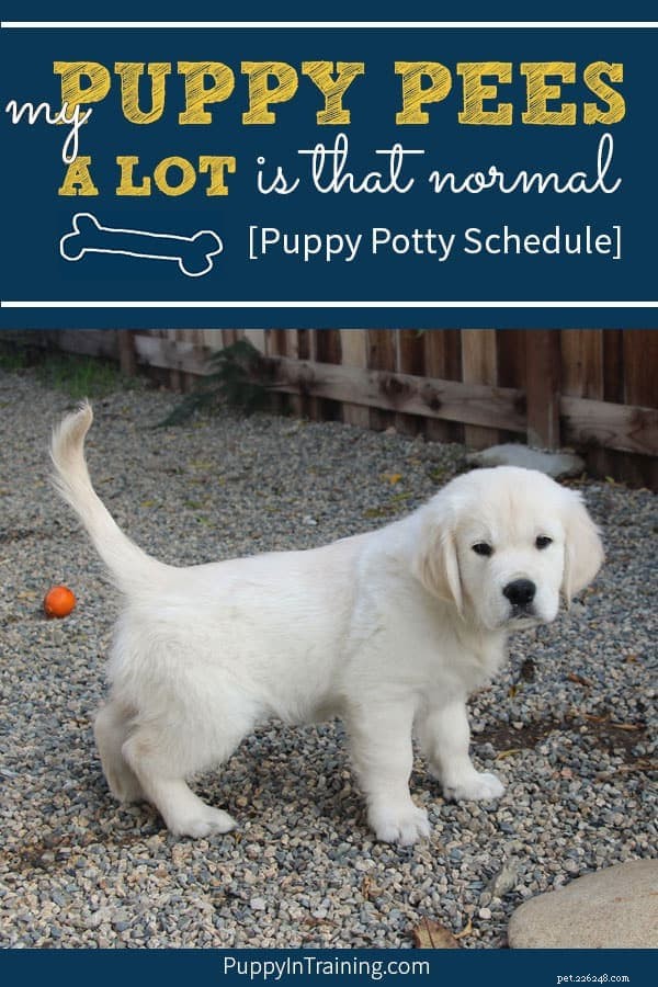 Is My Puppy Peeing Too Much? Expert Tips & a Simple Potty Schedule