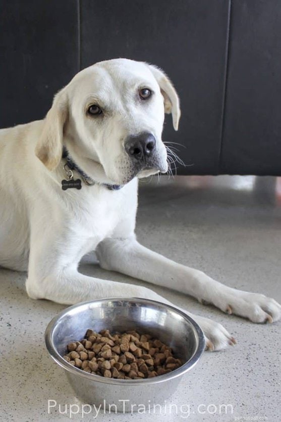 Switching Your Dog to Wellness Grain‑Free: A Complete Guide to the New Complete Health Line