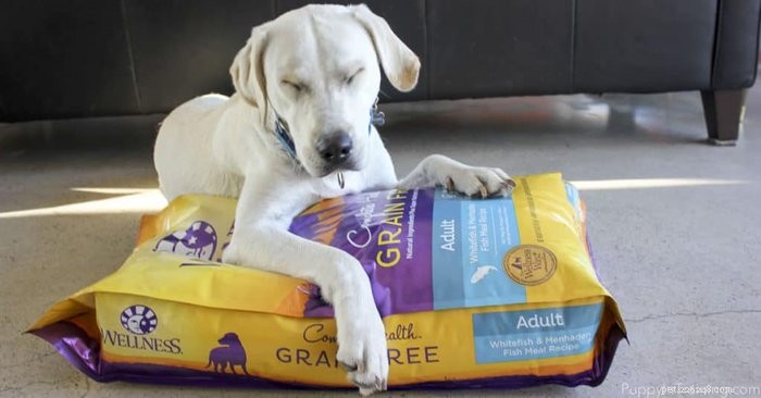 Where to Buy Wellness Grain‑Free Dog Food & How Much to Feed Your Dogs