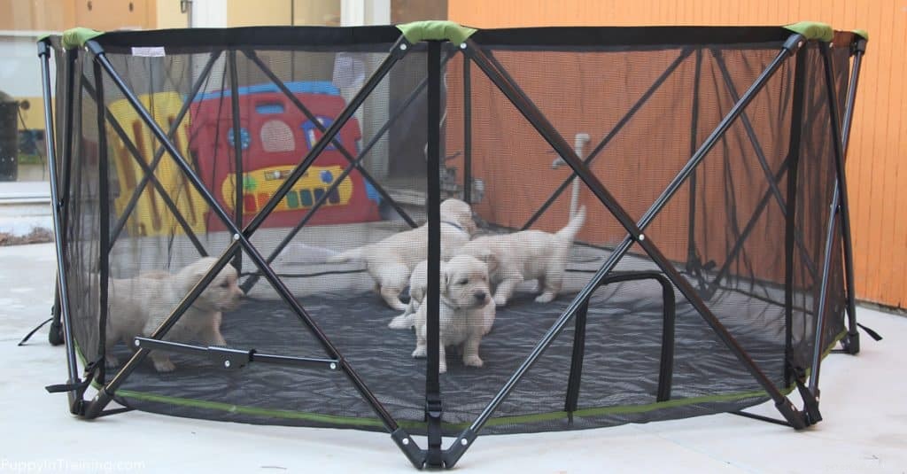Carlson Portable Pet Pen Review: The Ideal Safe Playpen for Golden Retriever Puppies