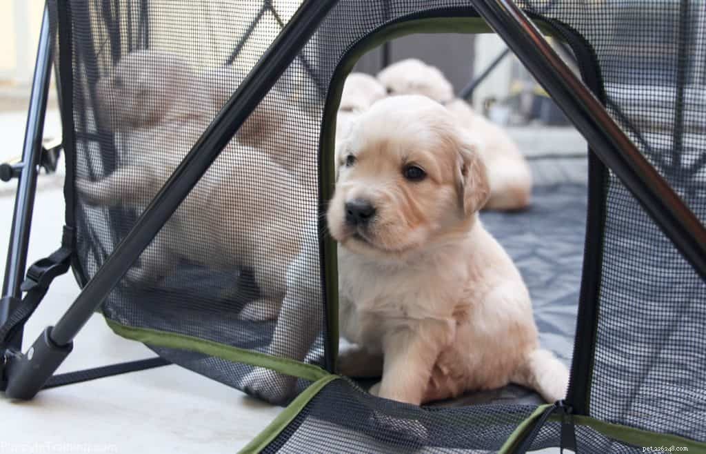 Carlson Portable Pet Pen Review: The Ideal Safe Playpen for Golden Retriever Puppies