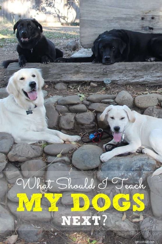 How to Choose the Next Training Lesson for Your Dogs: A Tailored Class Guide