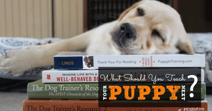 Beyond Basic Training: 14 Expert‑Approved Classes to Elevate Your Puppy’s Skills