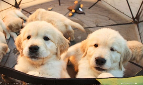 Keep Your Puppies Safe and Happy: A Guide to Using the Carlson Portable Pet Pen