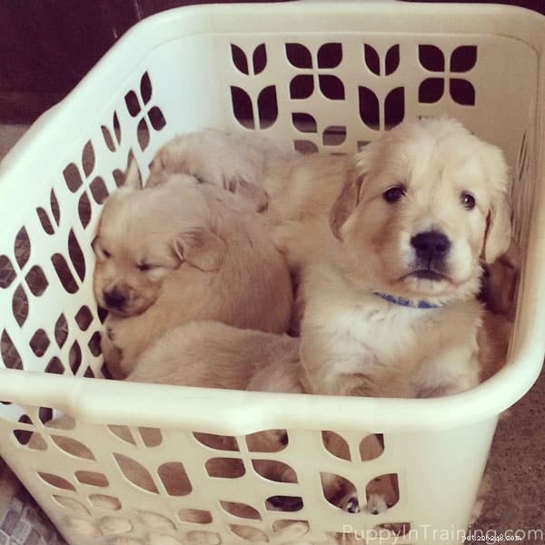 Keep Your Puppies Safe and Happy: A Guide to Using the Carlson Portable Pet Pen
