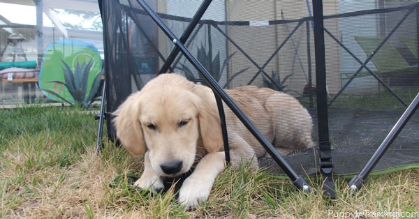 Keep Your Puppies Safe and Happy: A Guide to Using the Carlson Portable Pet Pen
