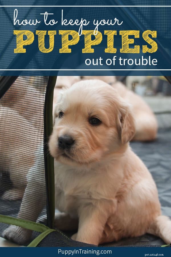 Keep Your Puppies Safe and Happy: A Guide to Using the Carlson Portable Pet Pen