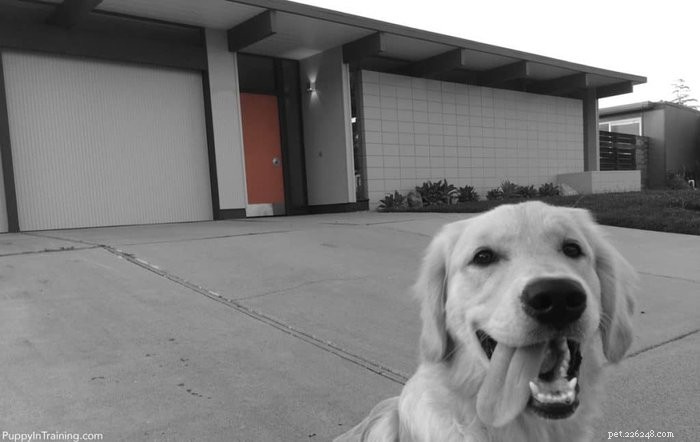 Elevate Your Dog’s Comfort with a Mid‑Century Modern Eichler Dog House