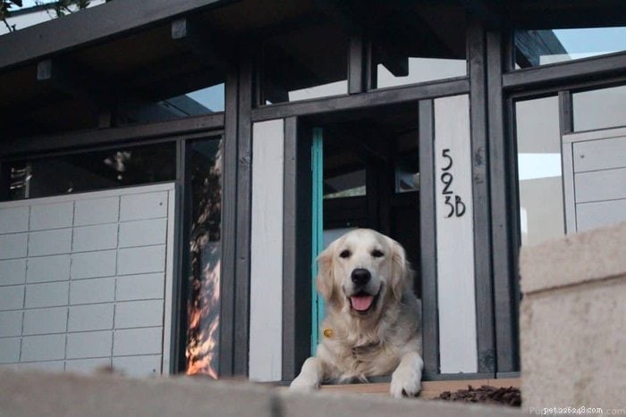 Elevate Your Dog’s Comfort with a Mid‑Century Modern Eichler Dog House