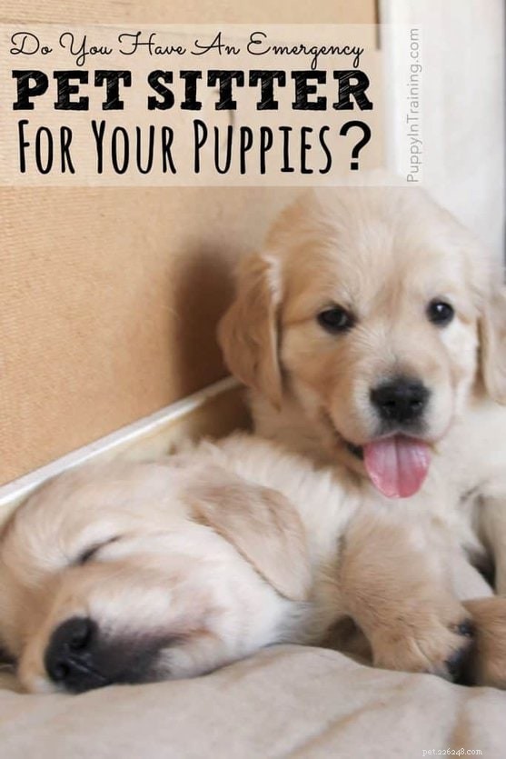 Secure Reliable Emergency Pet Care for Your Dogs