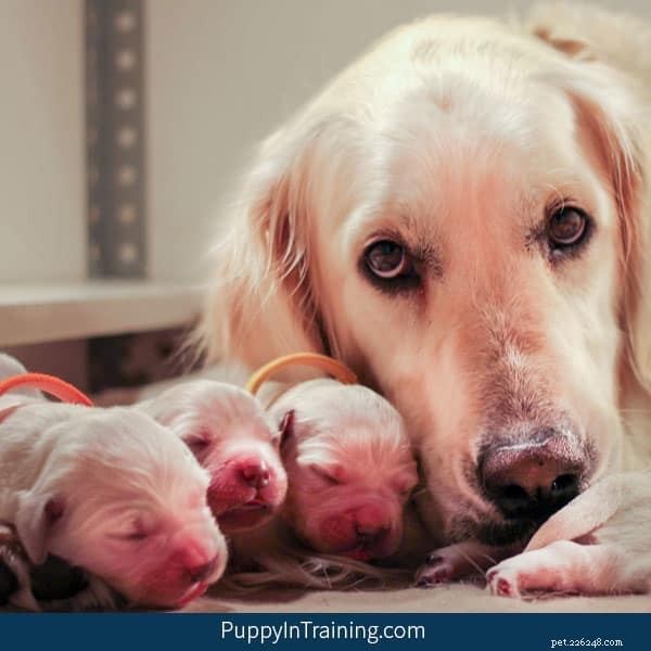 Golden Retriever Puppy Growth: Week‑by‑Week Photo Journey