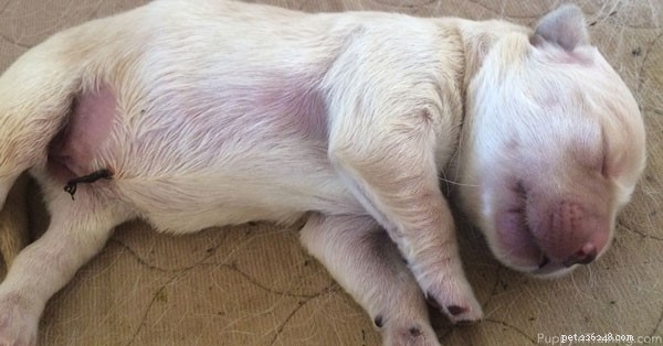Golden Retriever Puppy Growth: Week‑by‑Week Photo Journey