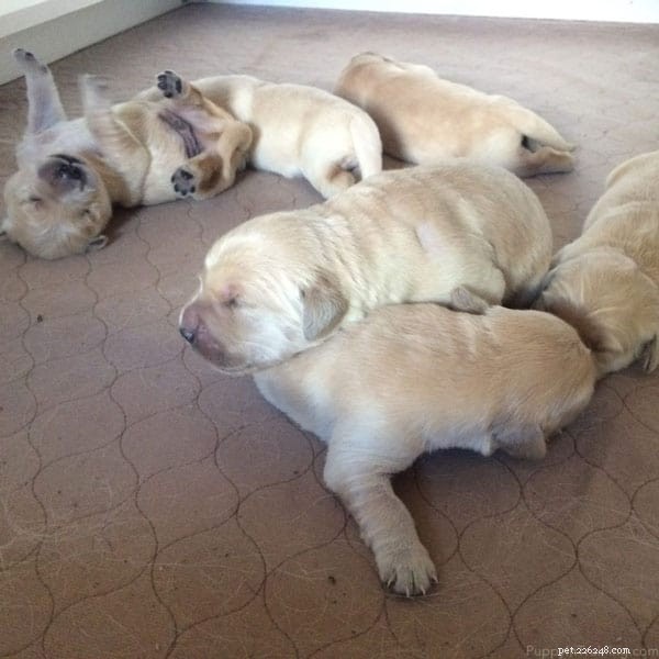 Golden Retriever Puppy Growth: Week‑by‑Week Photo Journey