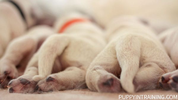 Golden Retriever Puppy Growth: Week‑by‑Week Photo Journey