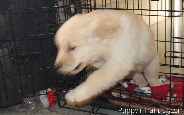 How to Calm a Hyperactive Puppy: Proven Training Tips