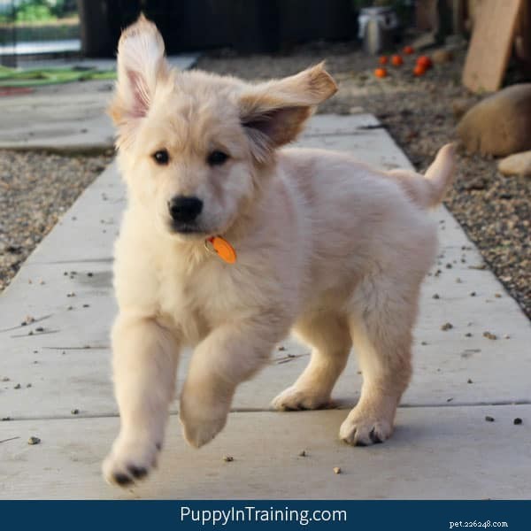 How to Calm a Hyperactive Puppy: Proven Training Tips
