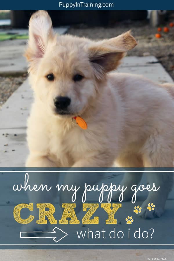 How to Calm a Hyperactive Puppy: Proven Training Tips