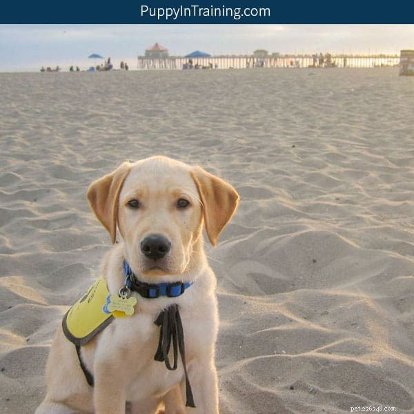 The True Cost of a Guide Dog: Prices, Training, and Funding