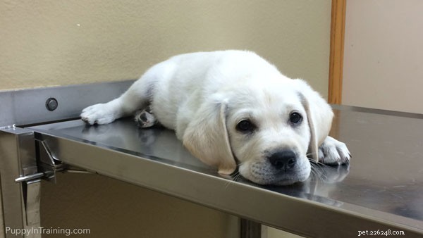 The True Cost of a Guide Dog: Prices, Training, and Funding