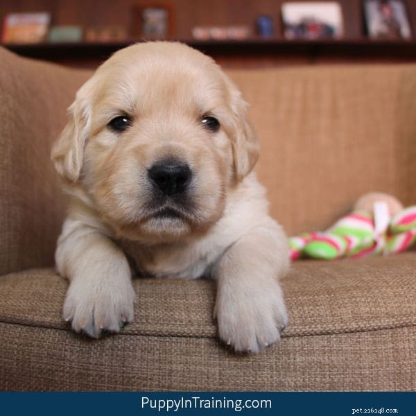 Golden Retriever Pups at 4 Weeks: Milestones & Care Tips