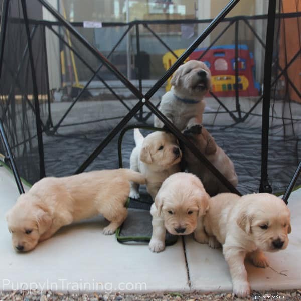Golden Retriever Pups at 4 Weeks: Milestones & Care Tips