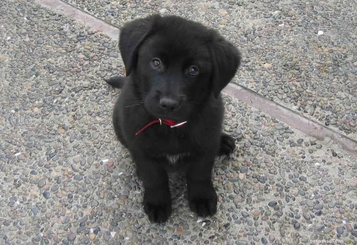 Introducing the Service Dog Puppies of PuppyInTraining.com