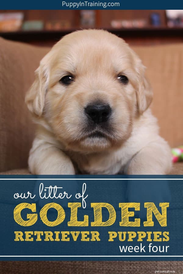 Golden Retriever Pups at 4 Weeks: Milestones & Care Tips