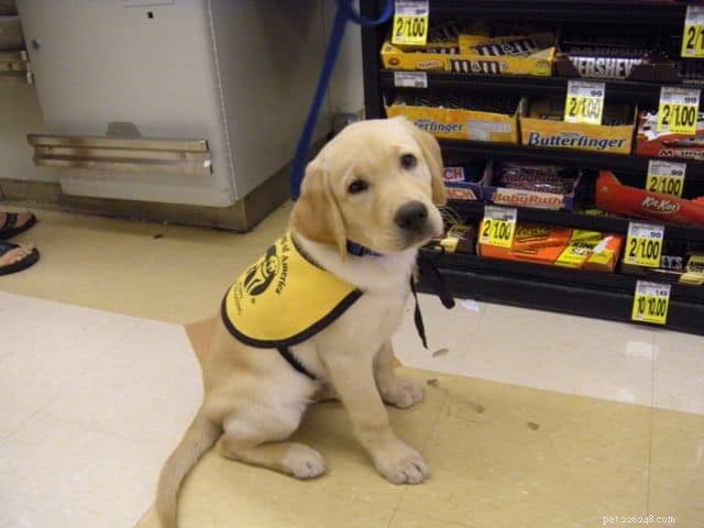 Introducing the Service Dog Puppies of PuppyInTraining.com