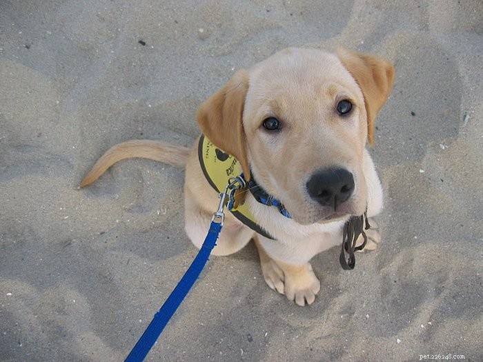 Introducing the Service Dog Puppies of PuppyInTraining.com