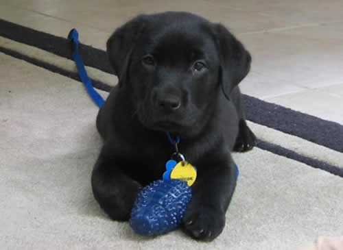 Introducing the Service Dog Puppies of PuppyInTraining.com