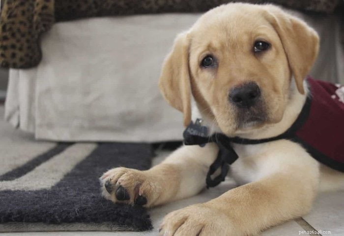 Introducing the Service Dog Puppies of PuppyInTraining.com