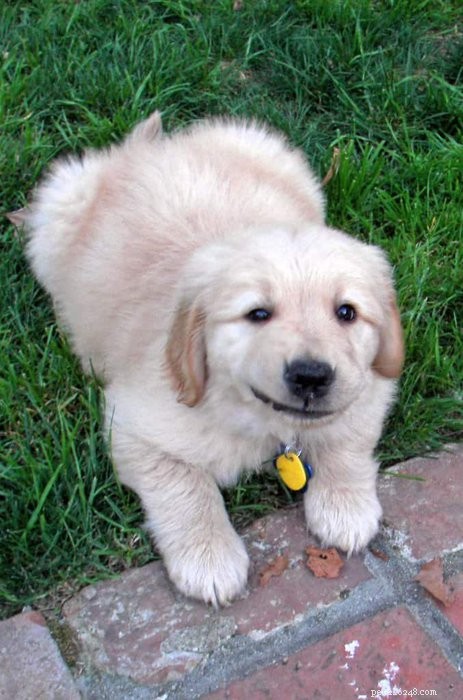 Introducing the Service Dog Puppies of PuppyInTraining.com