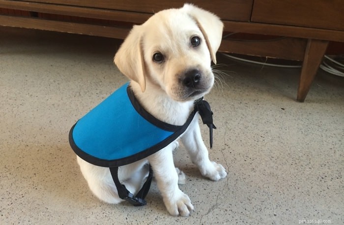 Introducing the Service Dog Puppies of PuppyInTraining.com