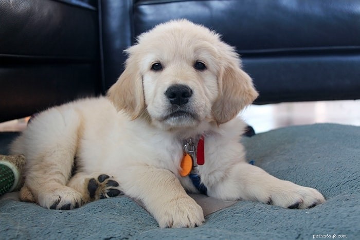 Introducing the Service Dog Puppies of PuppyInTraining.com