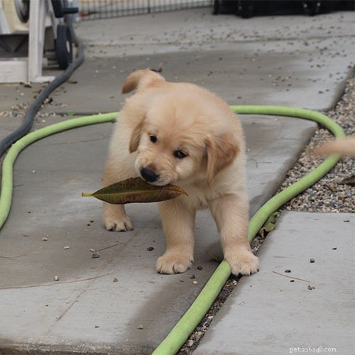 Introducing the Service Dog Puppies of PuppyInTraining.com