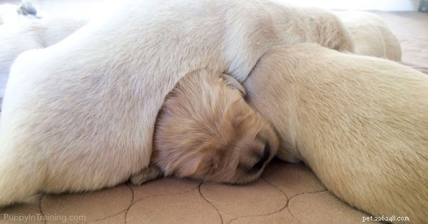 Raven s Golden Retriever Pups: Week 2 Growth Highlights