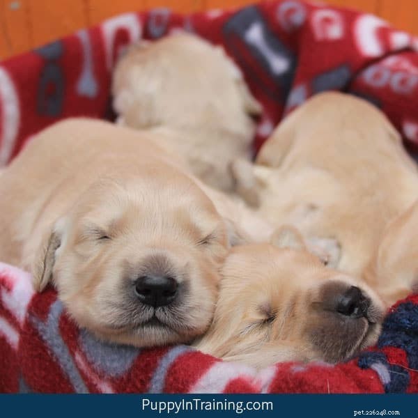 Raven s Golden Retriever Pups: Week 2 Growth Highlights