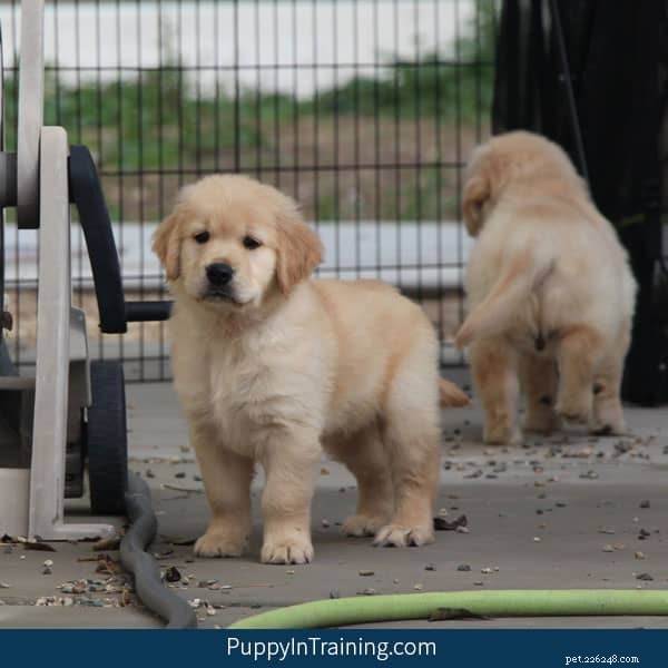 Week 8: A Milestone Review of Our Golden Retriever Pups