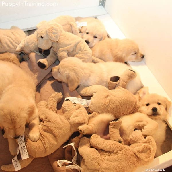 Week 8: A Milestone Review of Our Golden Retriever Pups