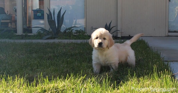 Week 8: A Milestone Review of Our Golden Retriever Pups
