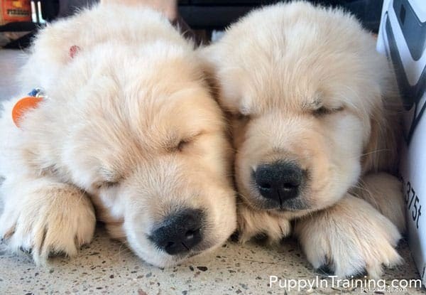 Week 8: A Milestone Review of Our Golden Retriever Pups