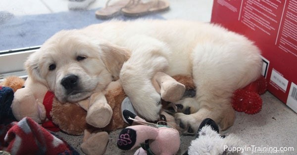 Week 8: A Milestone Review of Our Golden Retriever Pups
