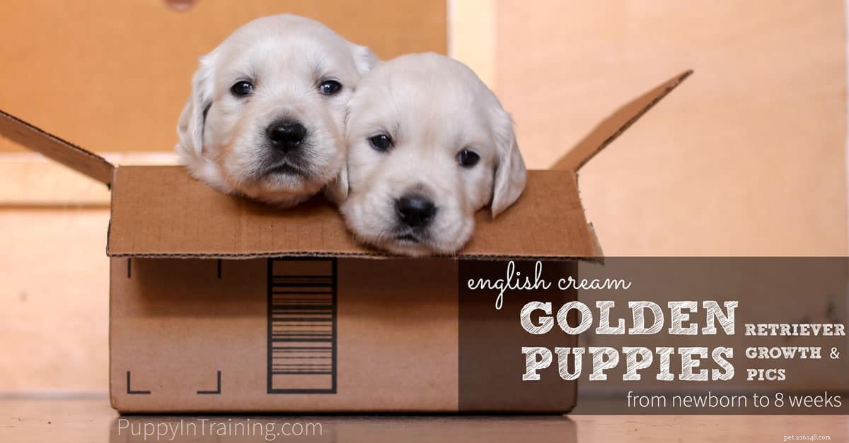 English Cream Golden Retriever Puppies: Newborn to 8‑Week Growth & Care