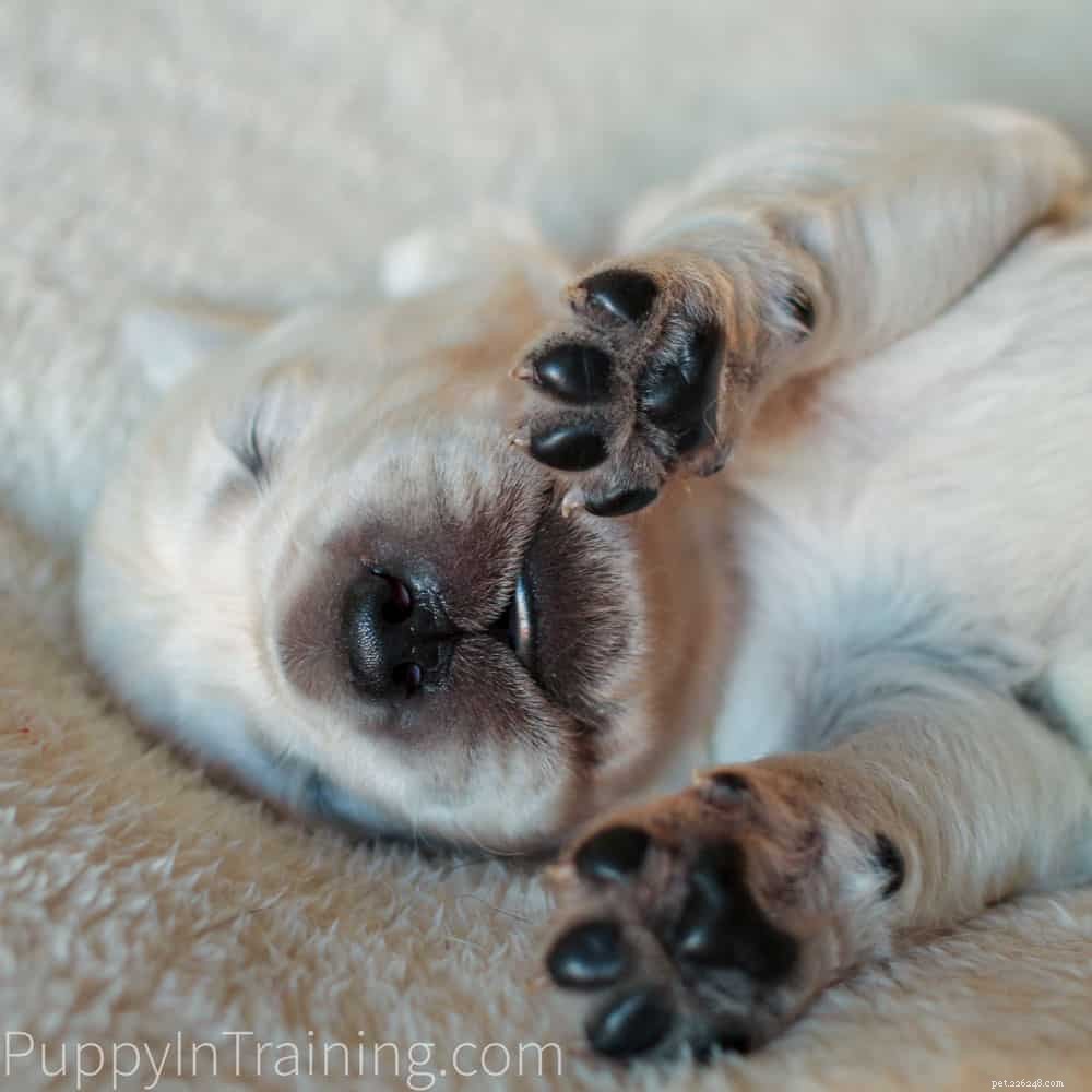 English Cream Golden Retriever Puppies: Newborn to 8‑Week Growth & Care