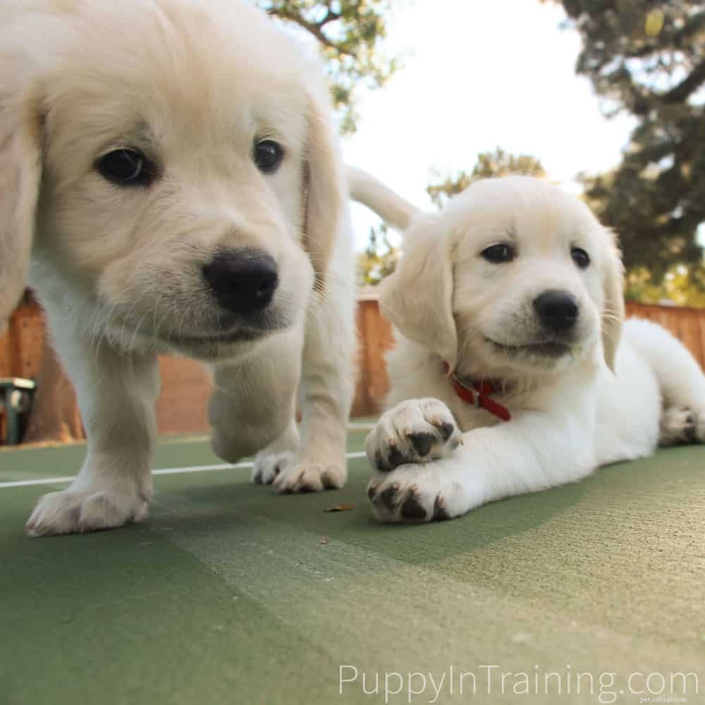 English Cream Golden Retriever Puppies: Newborn to 8‑Week Growth & Care