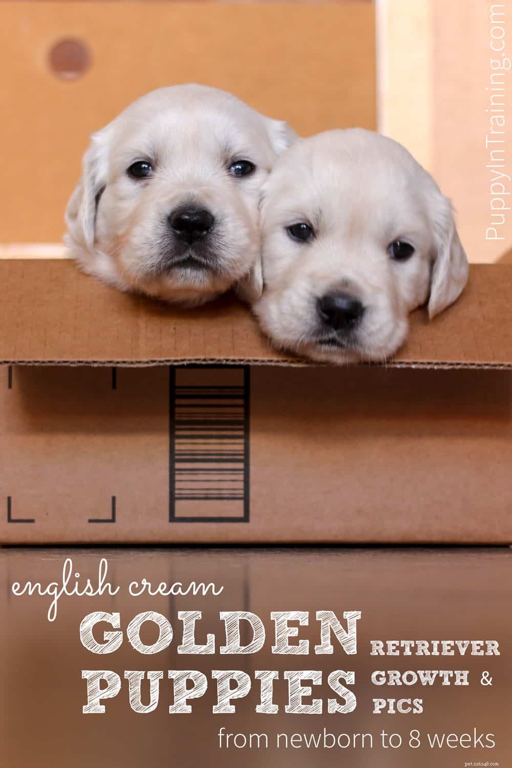 English Cream Golden Retriever Puppies: Newborn to 8‑Week Growth & Care
