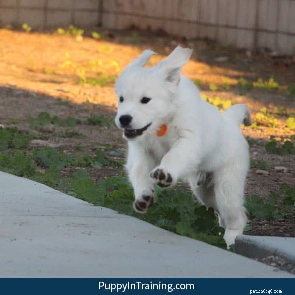 Will Your Service Dog Remember You After a Month or a Year? Training Tips for Longevity